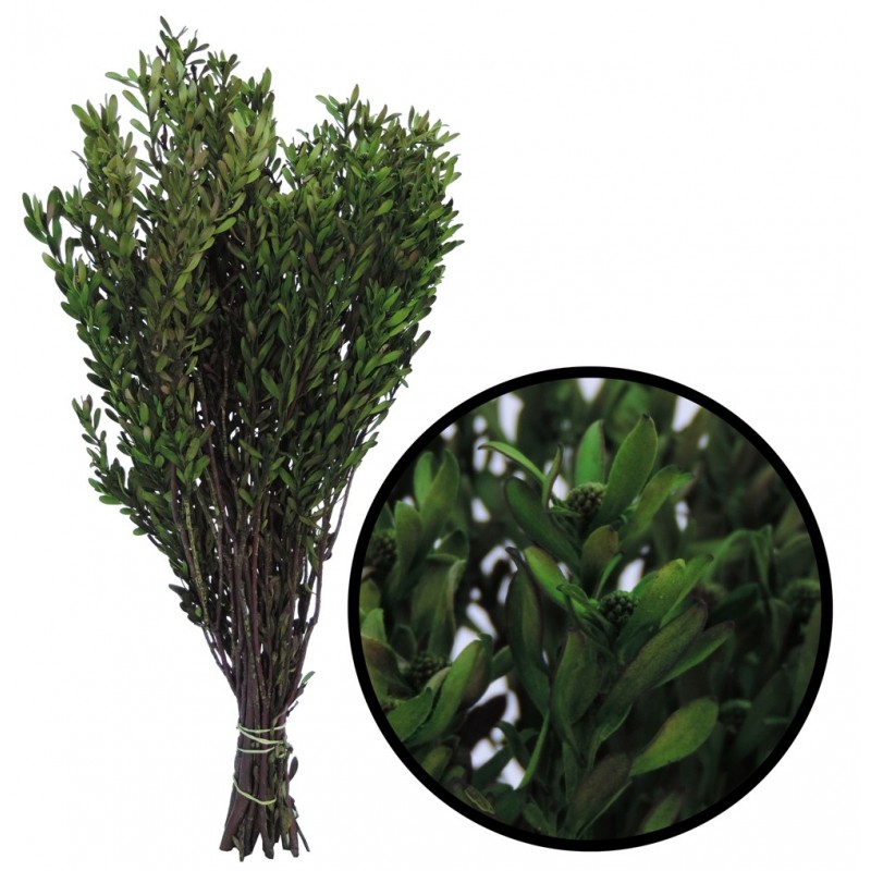 Pubescens ↕30-50 cm Verde