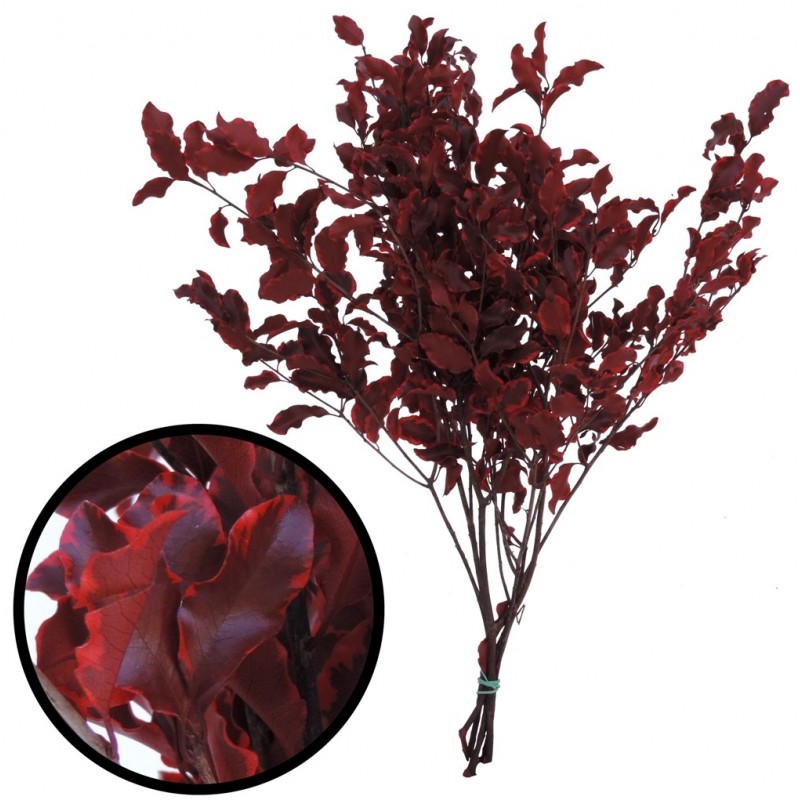 Pittosporum ↕ 30-40 cm Rojo