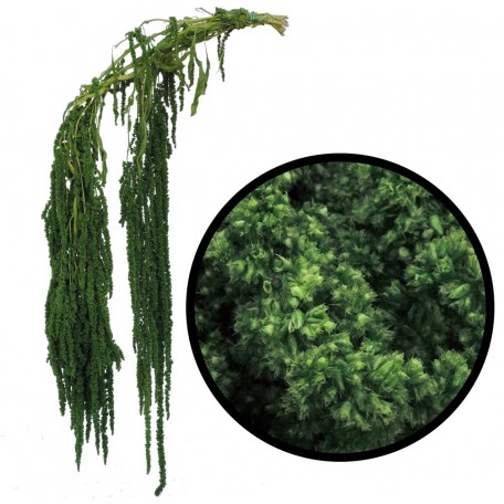 Amarantus ↕ 40-70 cm Verde
