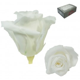 Mini Rosa Ø 3,5 cm Blanco (12 uds)