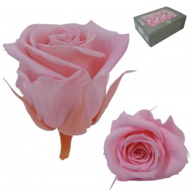 Mini Rosa Ø 3,5 cm Rosa (12 uds)
