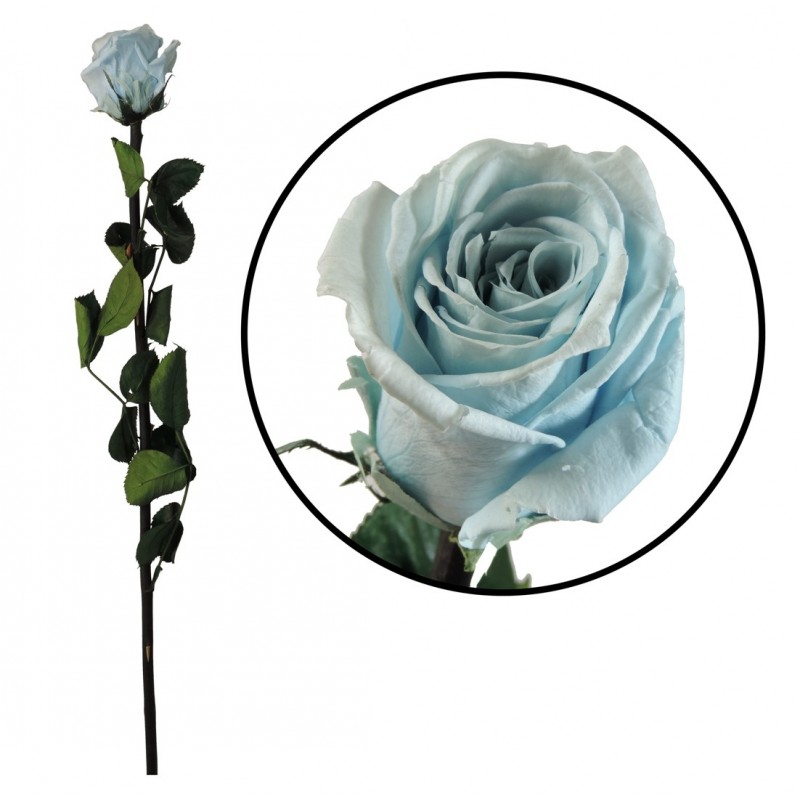 Rosa Amorosa Celeste ↕ 55 cm