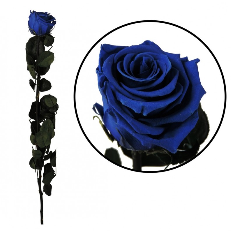 Rosa Amorosa Azul ↕ 55 cm
