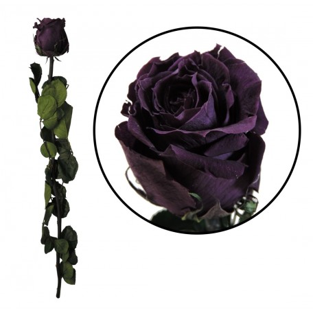 Rosa Amorosa Purpura ↕ 55 cm