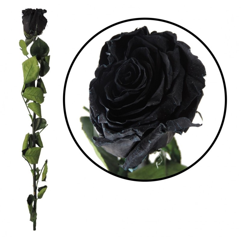 Rosa Amorosa Negra ↕ 55 cm