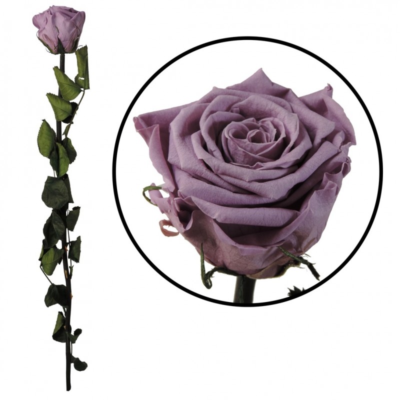 Rosa Amorosa Lila ↕ 55 cm