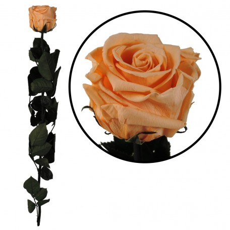 Rosa Amorosa Melocoton ↕ 55 cm