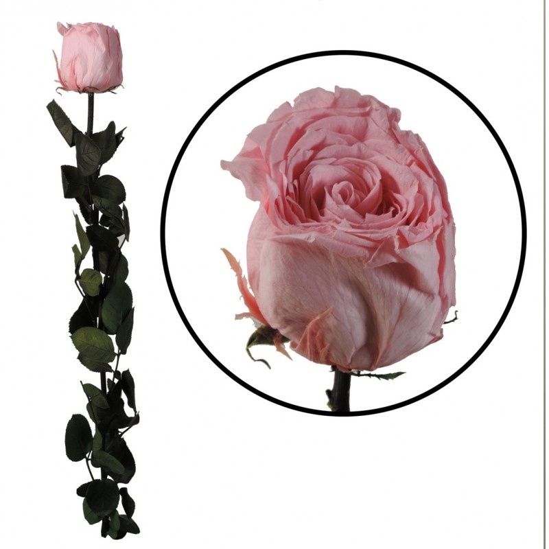 Rosa Amorosa Rosa Pastel ↕ 55 cm