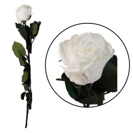 Rosa Amorosa Blanca ↕ 55 cm