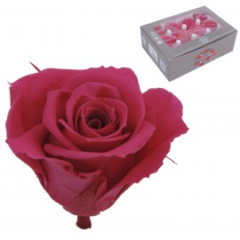 Mini Rosa Ø 3,5 cm Rosa Oscuro (12 uds)