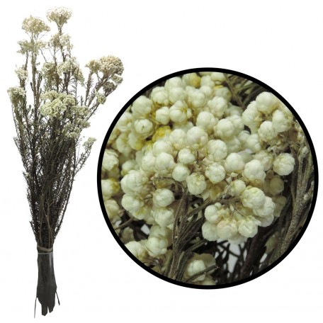 Rice Flower / Flor Arroz Blanco