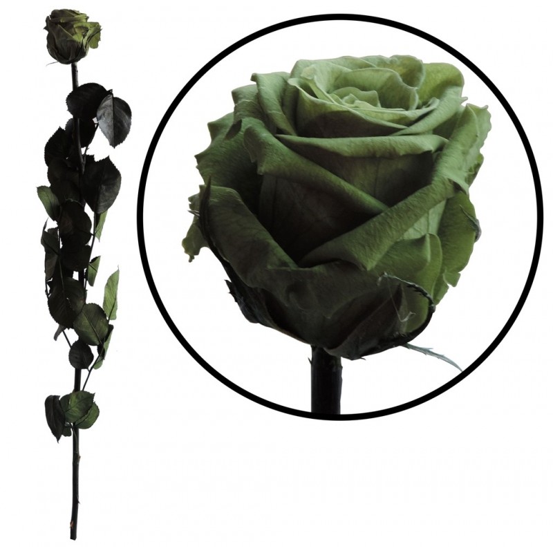 Rosa Amorosa Verde ↕ 55 cm