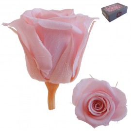 Mini Rosa Ø 3,5 cm Rosa Vintage (12 uds)