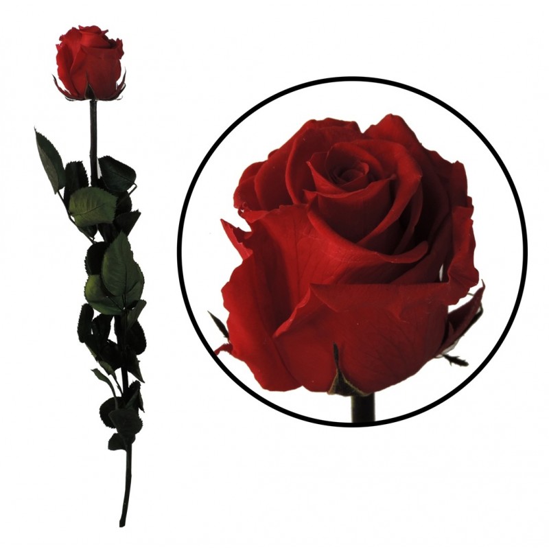 Rosa Amorosa Roja ↕ 55 cm