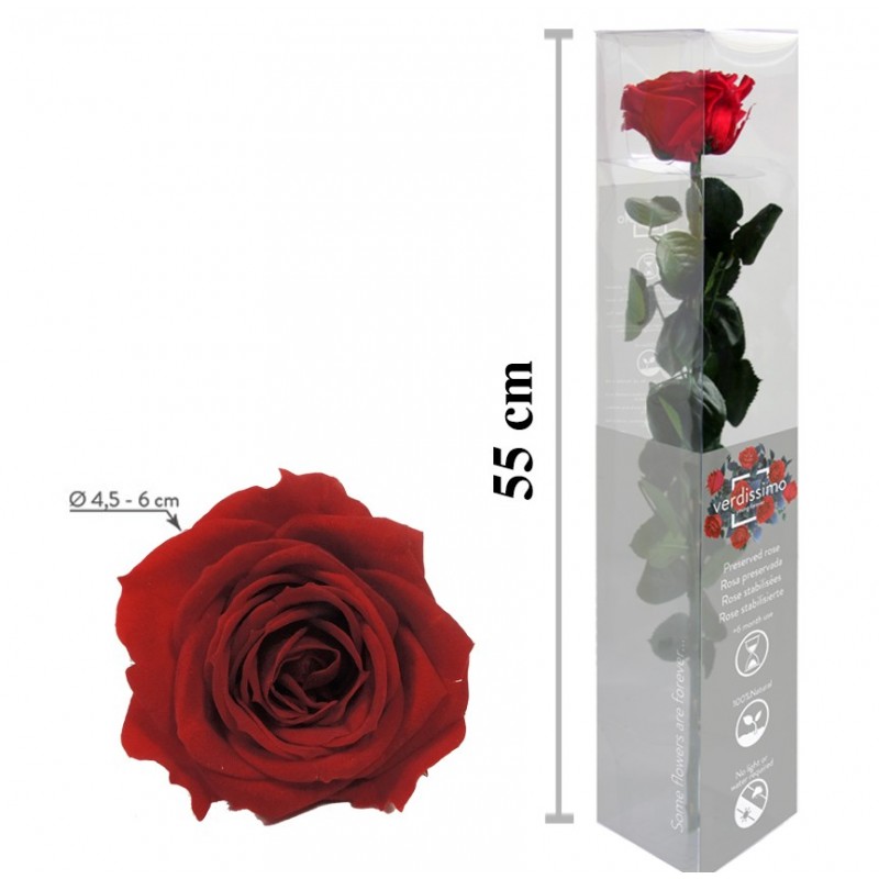 Rosa Amorosa Roja Caja ↕ 55 cm