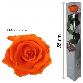 Rosa Amorosa Naranja Caja ↕ 55 cm