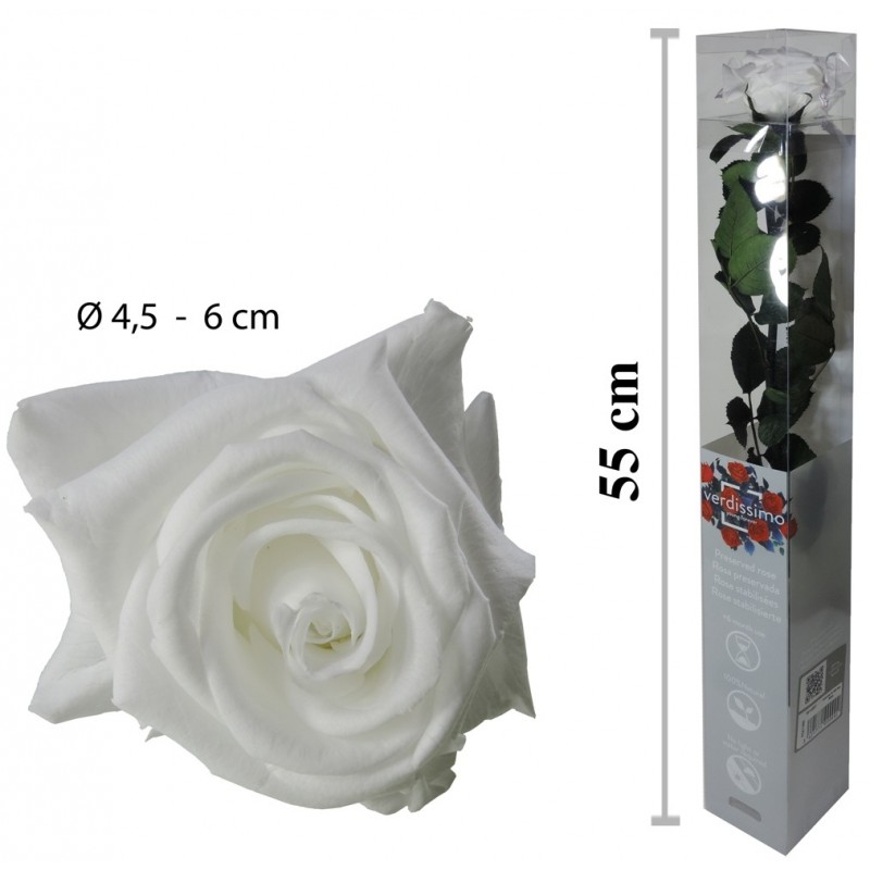 Rosa Amorosa Blanca Caja ↕ 55 cm