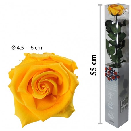Rosa Amorosa Amarilla Caja ↕ 55 cm