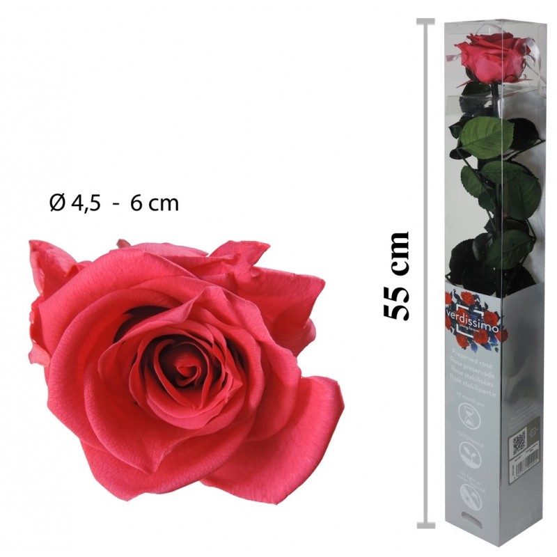 Rosa Amorosa Rosa Oscuro Caja ↕ 55 cm