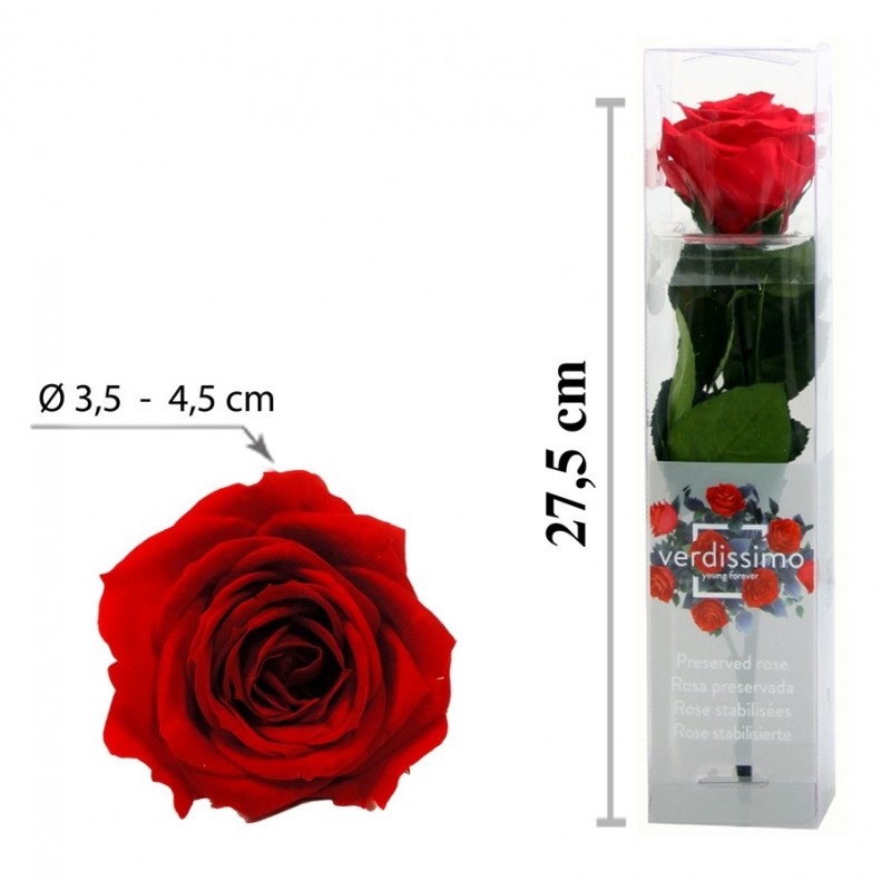 Rosa con Tallo Mini Roja ↕27,5 cm