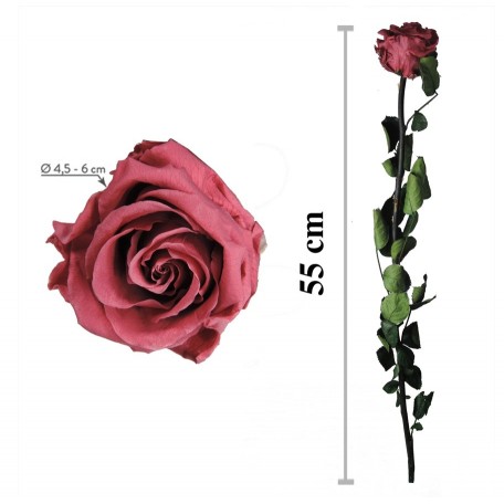 Rosa Amorosa Cranberry Granel ↕ 55 cm