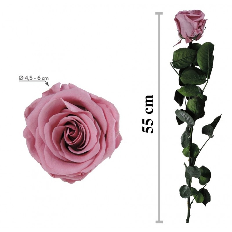 Rosa Amorosa Cherry Blossom Granel ↕ 55 cm