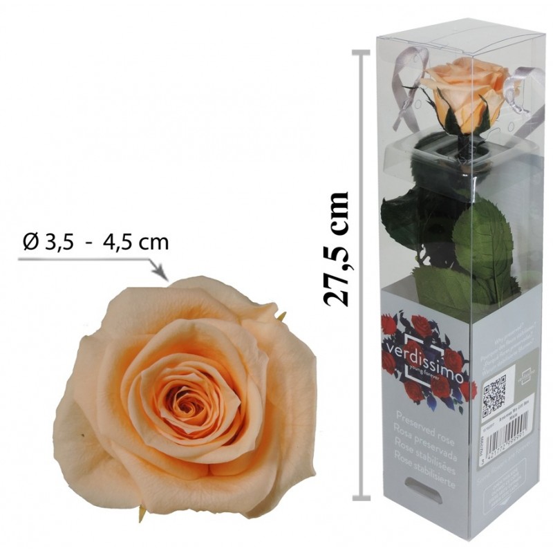 Rosa con Tallo Mini Melocoton ↕27,5 cm