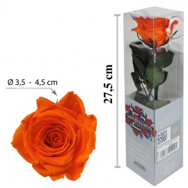 Rosa con Tallo Mini Naranja ↕27,5 cm