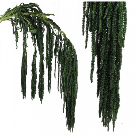 Amarantus Pres. ↕ 70 cm Verde Reja