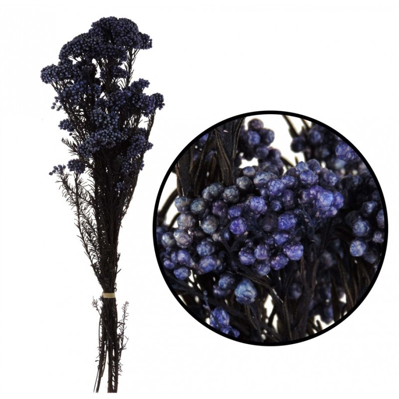 Rice Flower / Flor Arroz Azul
