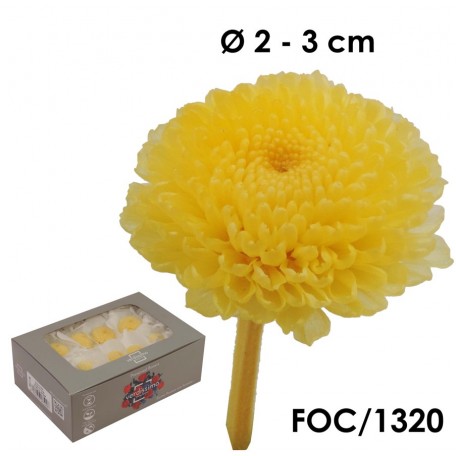 Focus Crisantemo Amarillo (8ud)