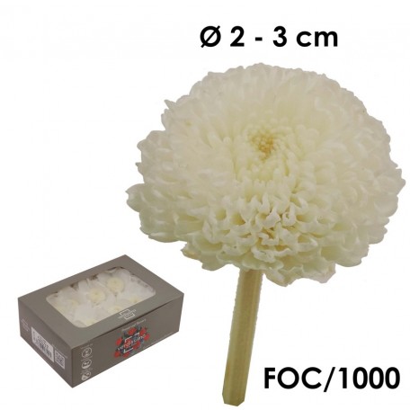 Focus Crisantemo Blanco (8ud)