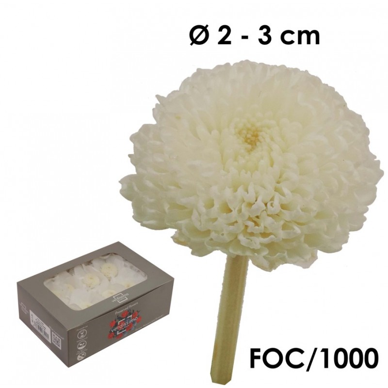 Focus Crisantemo Blanco (8ud)