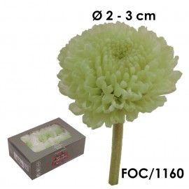 Focus Crisantemo Verde Menta (8ud)