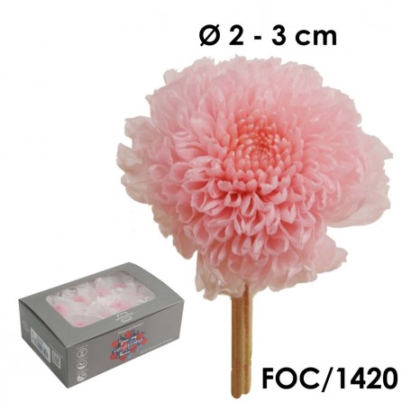 Focus Crisantemo Rosa (8ud)