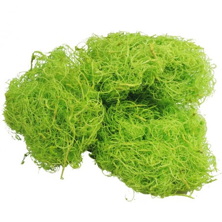 Curly Moss Verde Lima 200 grs