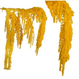 Amarantus Pres. ↕ 70 cm Amarillo
