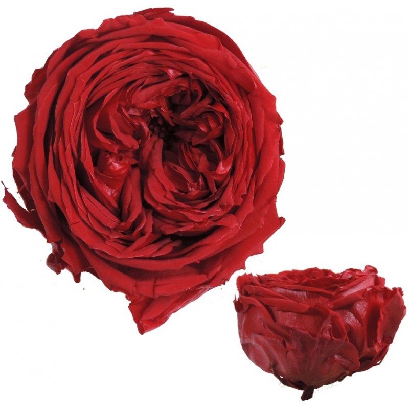 Details 100 picture rosas inglesas rojas