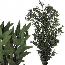 Eucaliptus Parvifolia Verde...