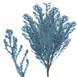 Stoebe Azul Oceano 30-50 cm