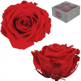 Rosa Premium Rojo (x4 ud)