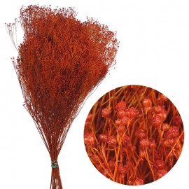 Brooms Mostaza Oscuro 100 grs